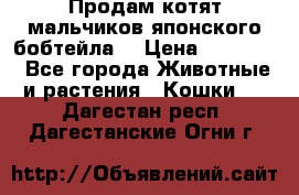 Продам котят мальчиков японского бобтейла. › Цена ­ 30 000 - Все города Животные и растения » Кошки   . Дагестан респ.,Дагестанские Огни г.